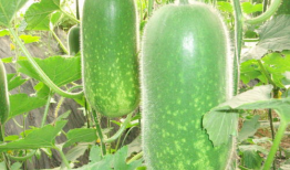 吃瓜爆料陈赫杨颖图片,吃瓜群众热议幕后真相